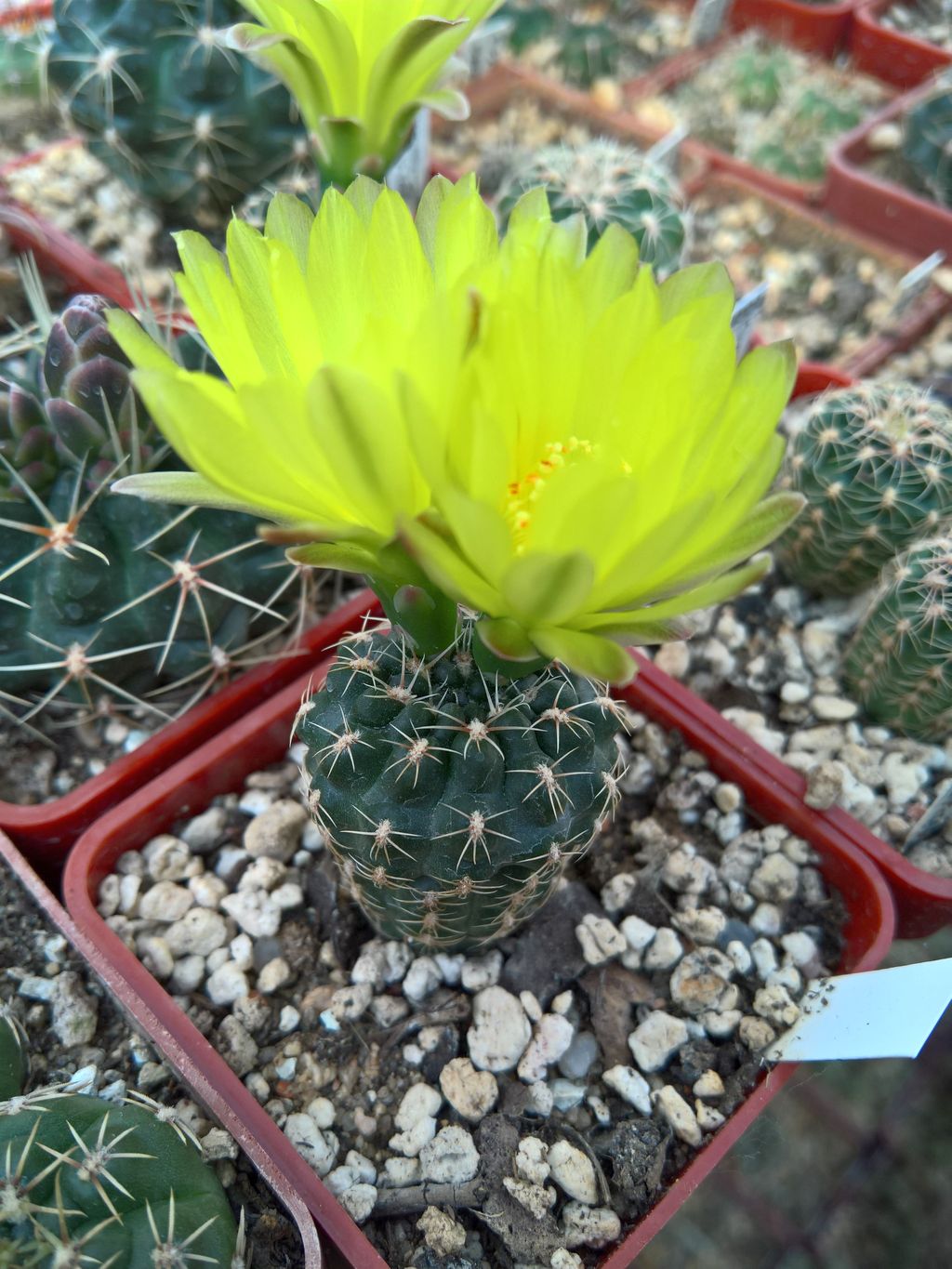 Gymnocalycium andreae vfechseri P 37